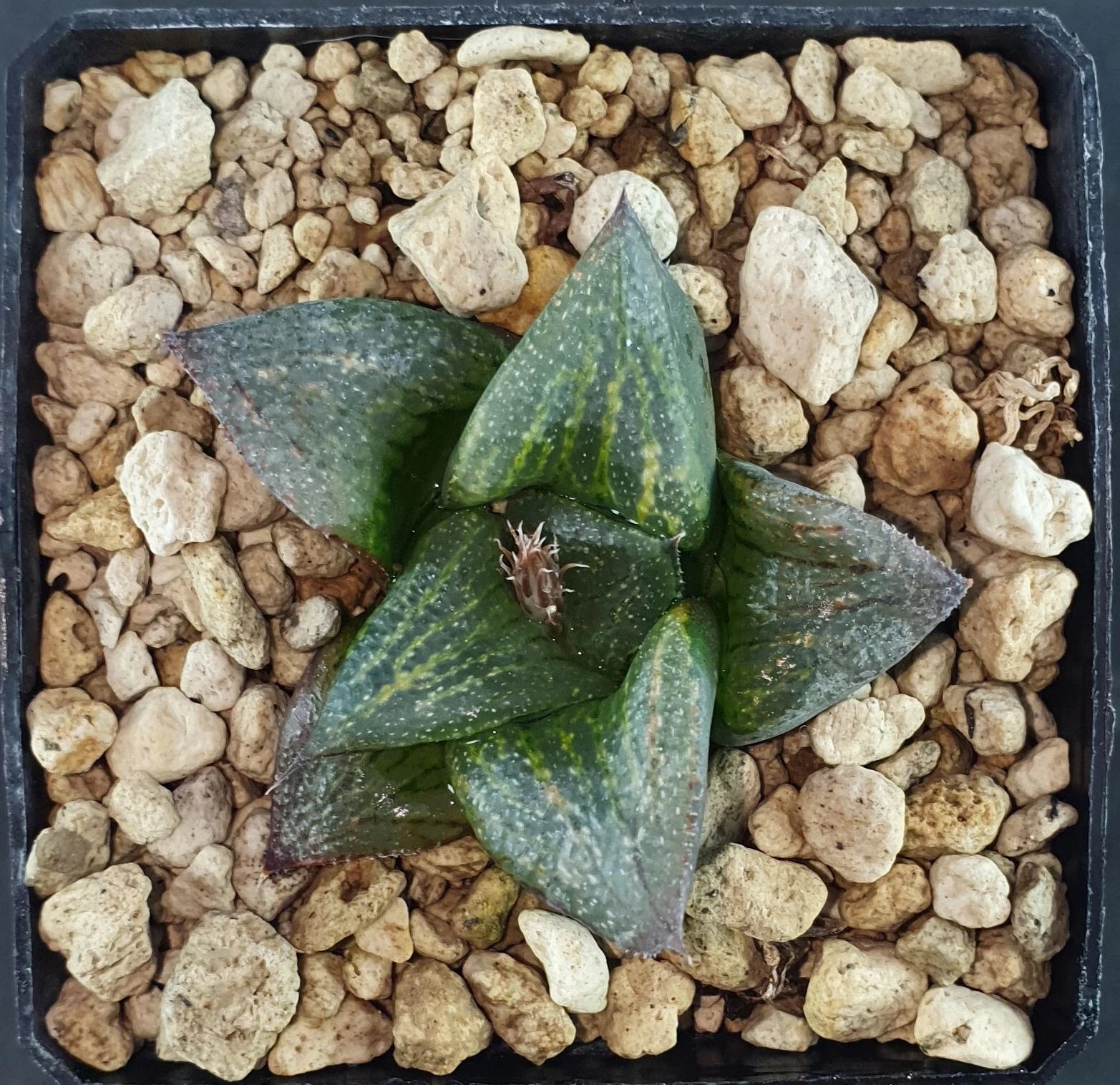 HW021 Haworthia picta x retusa ikeda, Phyto available