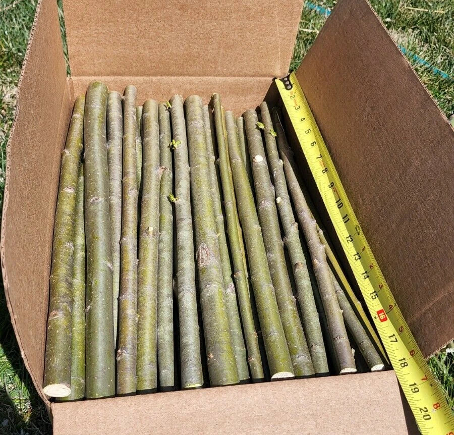 25 Huge Austree Hybrid Willow Cuttings Fast Growing Privacy Tree Hedge 18 inch