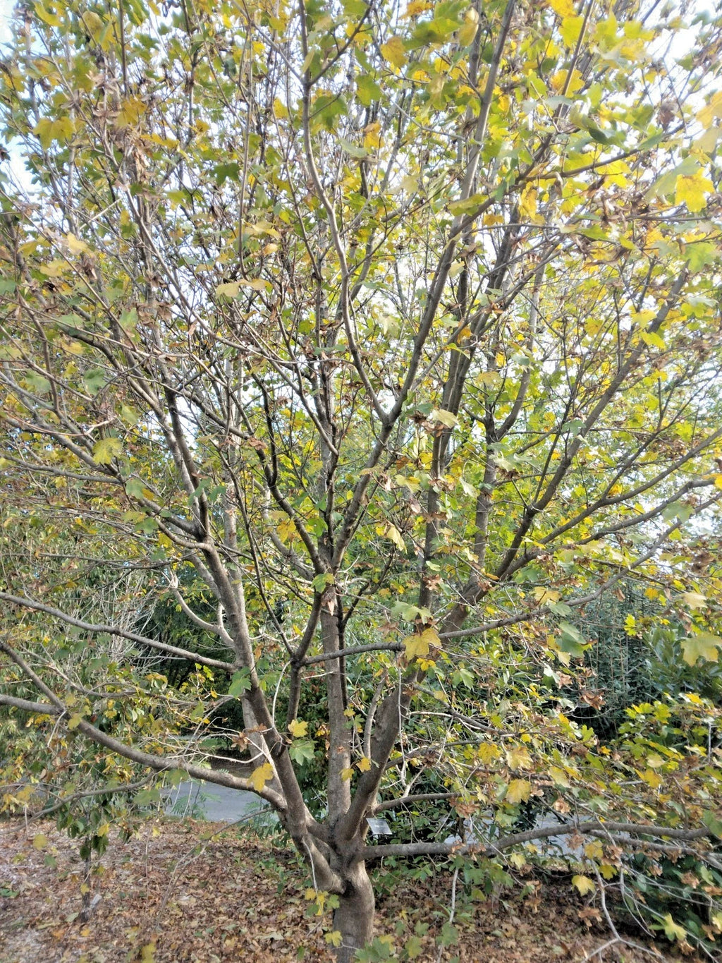 15 COMPACT HEDGE MAPLE SEEEDS - Acer campestre Compactum
