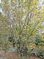 15 COMPACT HEDGE MAPLE SEEEDS - Acer campestre Compactum