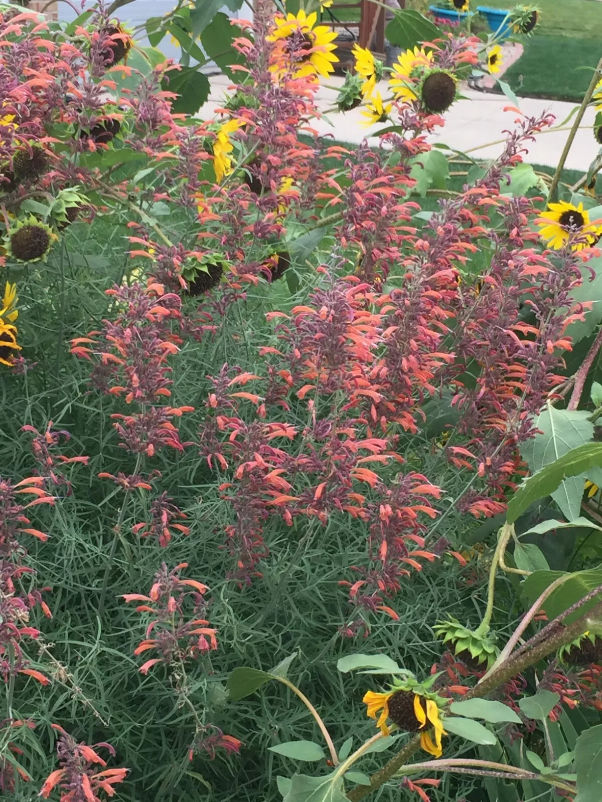 150 seeds Agastache Rupestris Orange Sunset licorice Hummingbirds Xer +gift