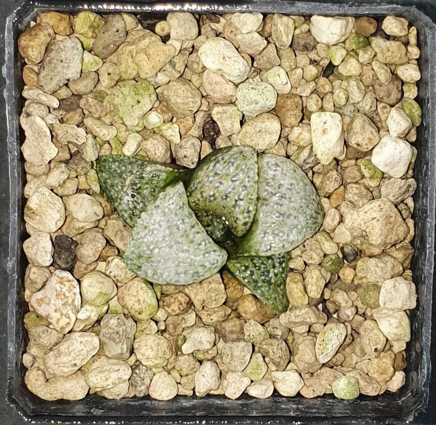 HW159  Haworthia splendens 'AUDREY', Phyto available