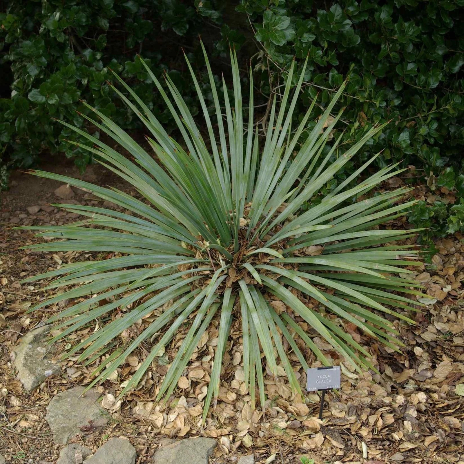 SOAP WEED Yucca Glauca - 25+ SEEDS