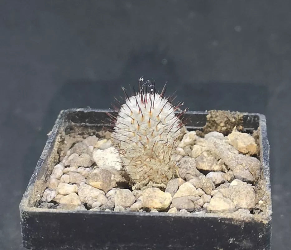 Mammillaria perezdelarosae andersoniana,   read description!