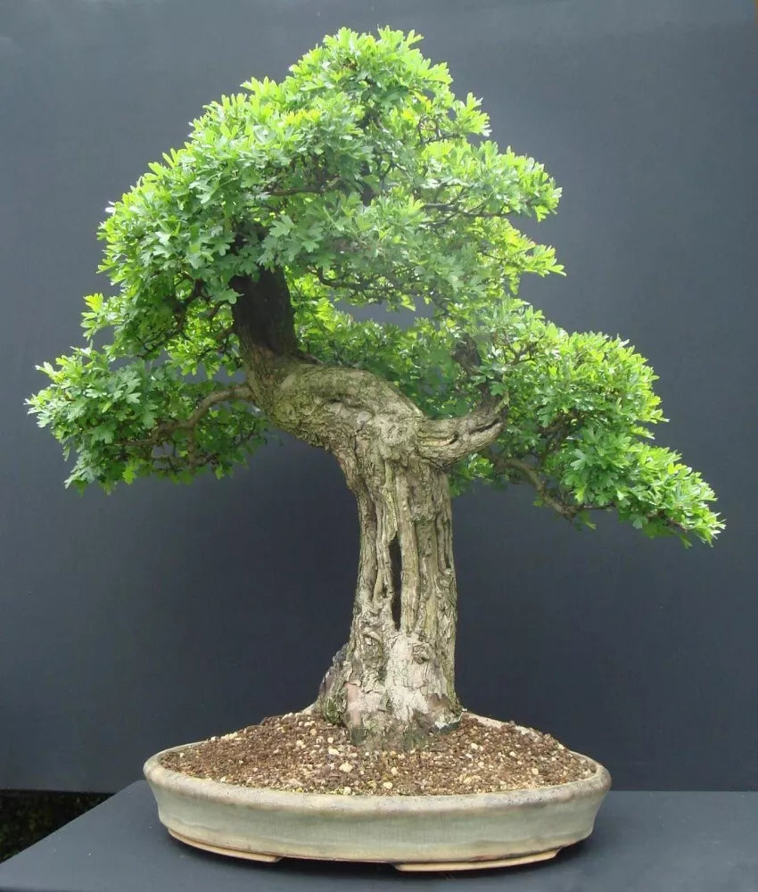 ENGLISH ONESEED HAWTHORN Crataegus Monogyna - 10 SEEDS. FREE S&H