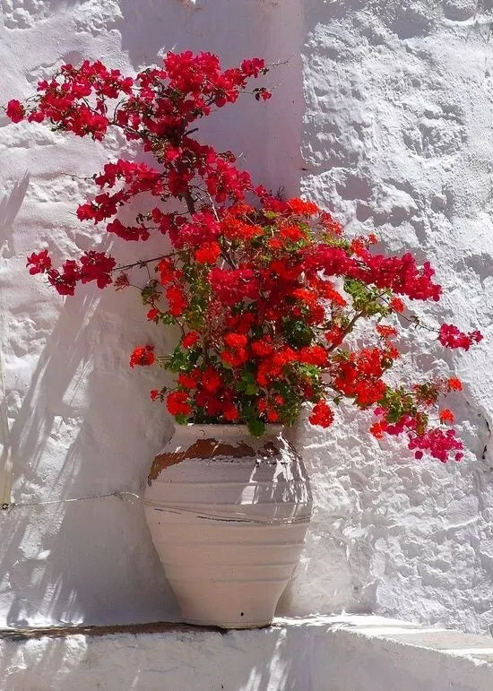 Bougainvillea - 'San Diego Red'