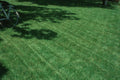 Turf Type Tall Fescue Seed, 1 lb. Pack, Lawn Grass Seed, Professional Mix