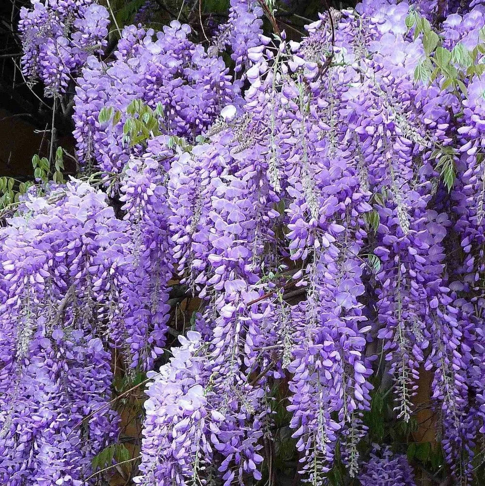 CHINESE BLUE WISTERIA Wisteria Sinensis - 5 SEEDS. FREE S&H