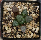 HW207 Haworthia 'AMAZONESS' Renny Wong hybrid, Phyto available