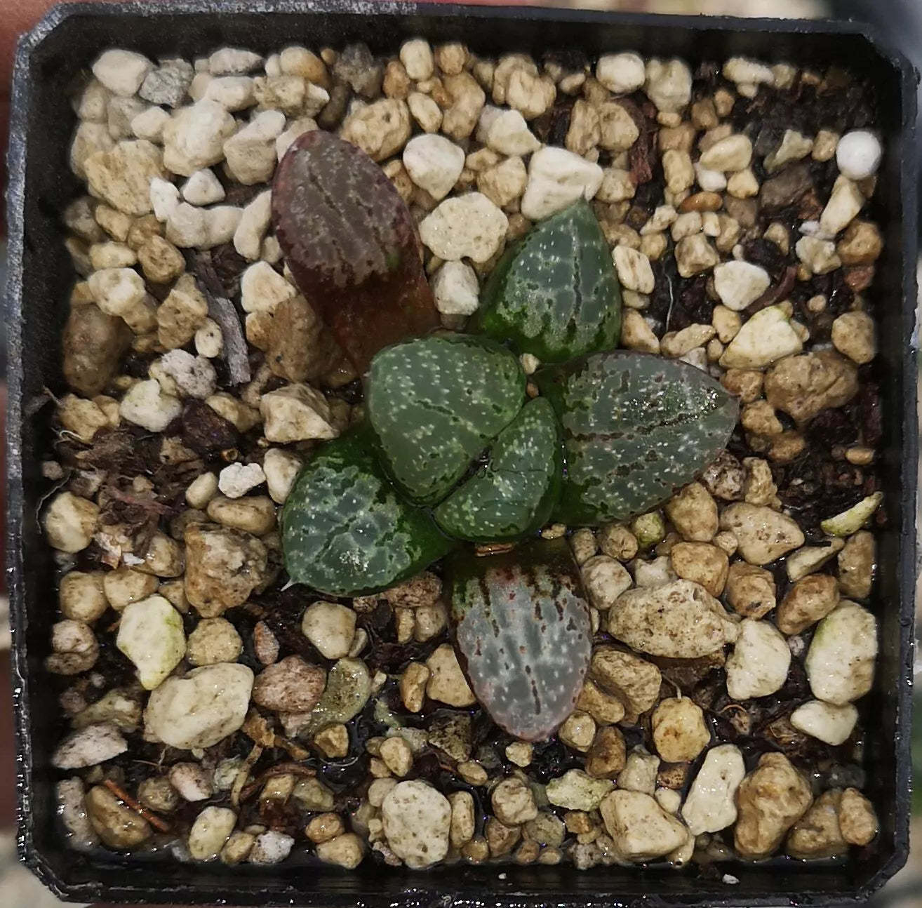 HW207 Haworthia 'AMAZONESS' Renny Wong hybrid, Phyto available