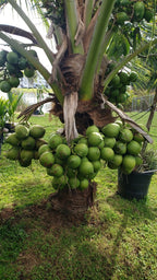1 Coconut Palm Tree     Dwarf Variety  3 feet tall + Plus