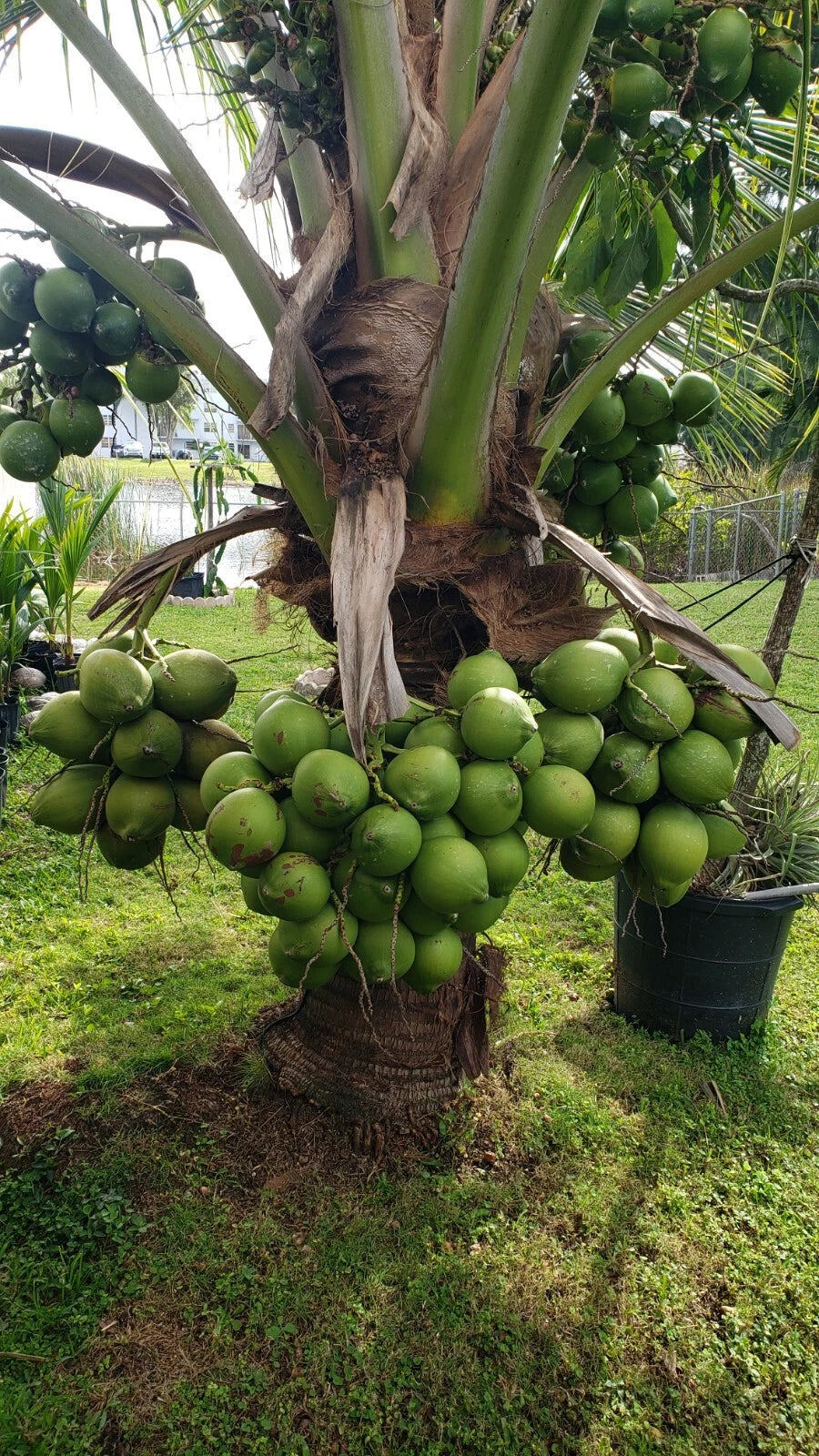 1 Coconut Palm Tree     Dwarf Variety  3 feet tall + Plus