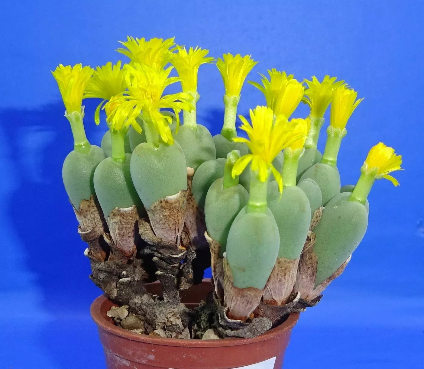 Conophytum meyeri , minimum 10 heads!, Phyto available