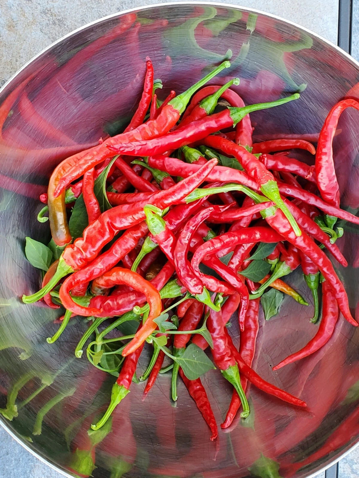 VERY HOT Long Cayenne Chilli pepper HEIRLOOM 30+ seeds 100% Organic Grown in USA