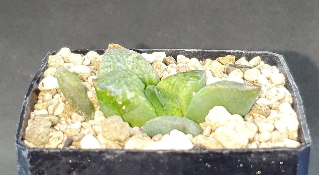 HW181 Haworthia 'Bu_bles'¥Х֥륺