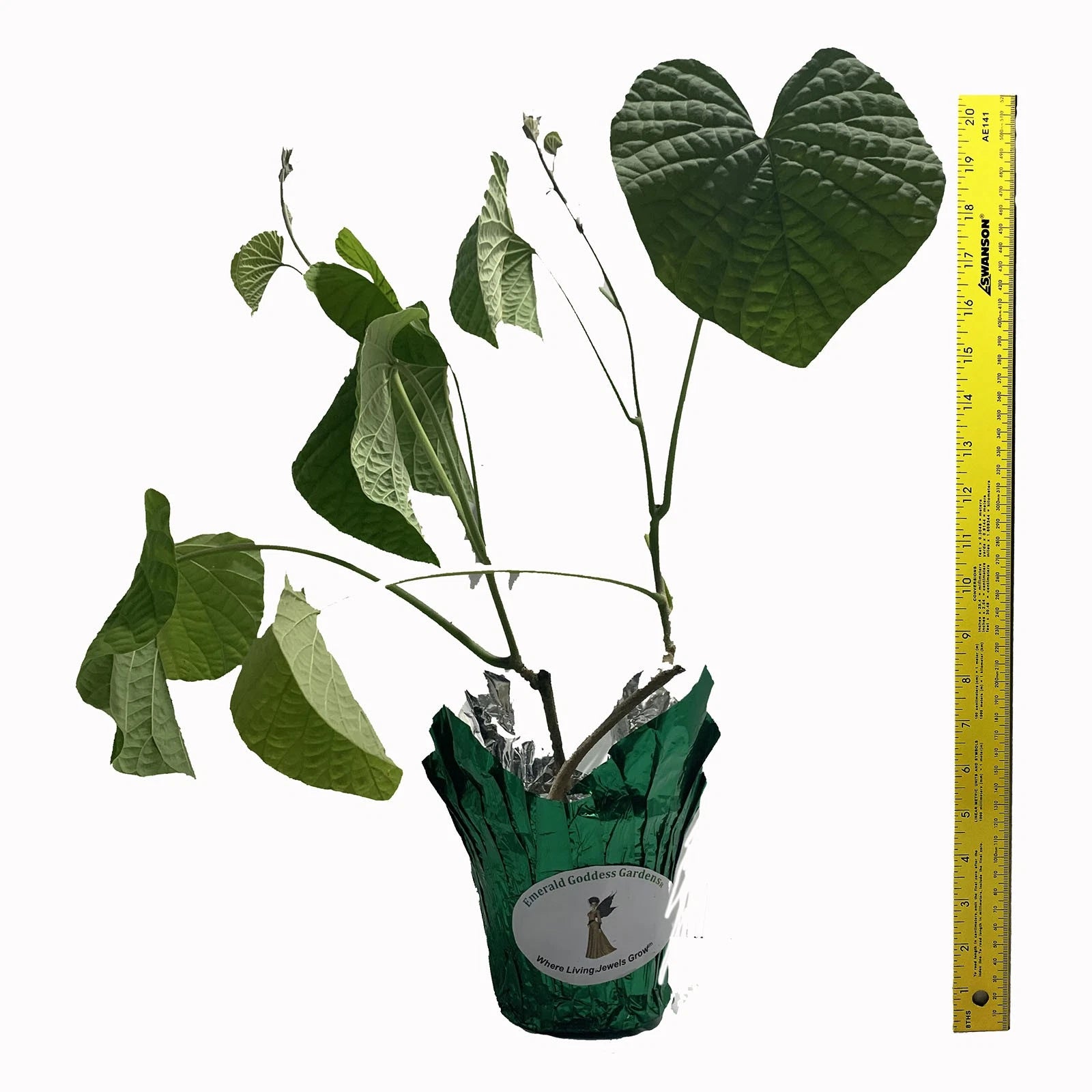 STICTOCARDIA Hawaiian Sunset Vine Live Tropical Plant Large Pink Yellow Flower