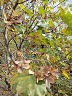 15 COMPACT HEDGE MAPLE SEEEDS - Acer campestre Compactum