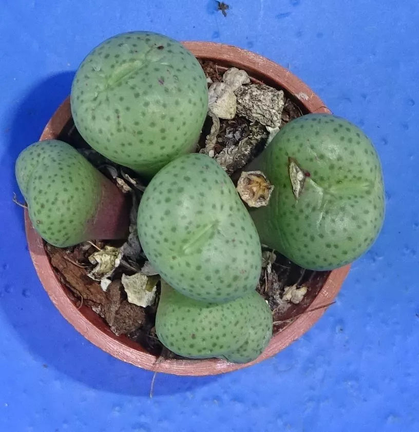 Conophytum truncatum 'subglobosum', minimum 5 heads!, Phyto available