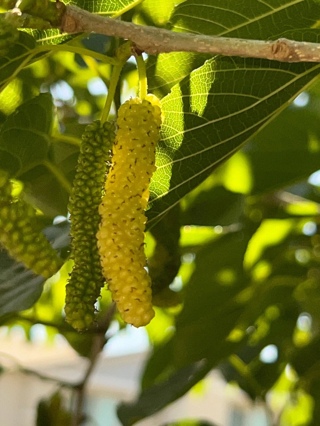 10x White Delicious Super Sweet Shahtoot Mulberry Organic unrooted cuttings