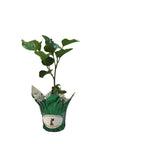 DELITE Double Yellow Flower Tropical Hibiscus Live Plant Landscape Type