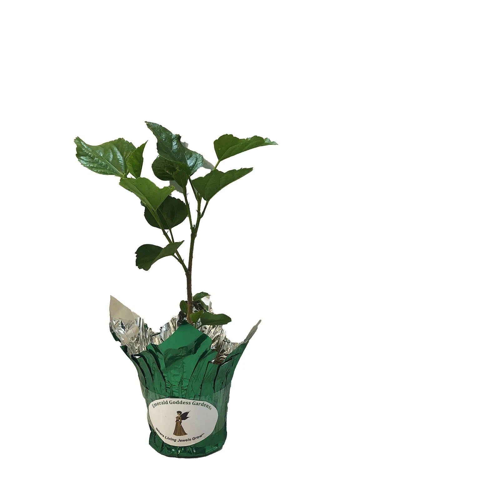 DELITE Double Yellow Flower Tropical Hibiscus Live Plant Landscape Type