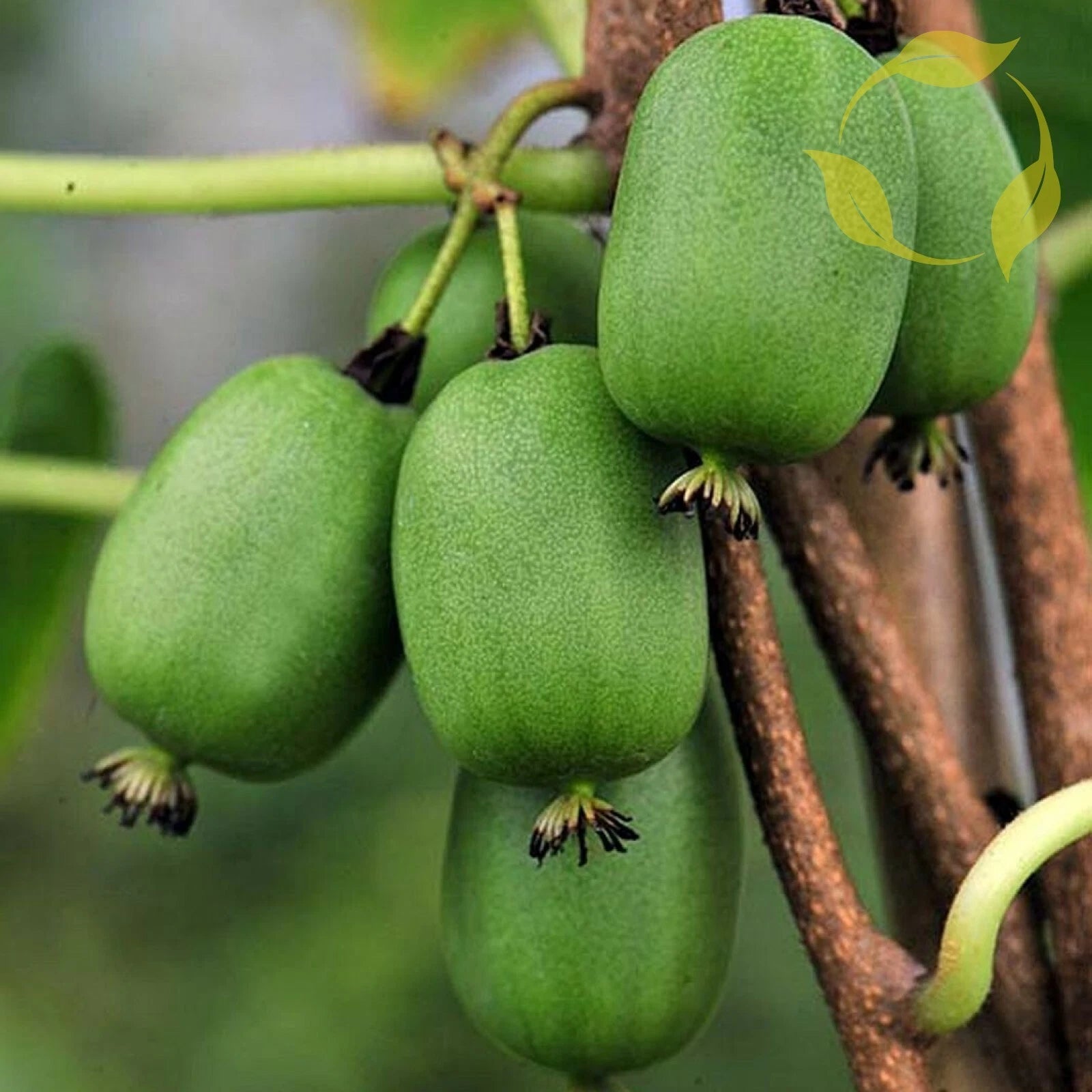 HARDY KIWI Actinidia Arguta - 30+ SEEDS