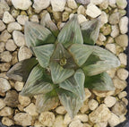 HW125 Haworthia 'Byakuya', Phyto available