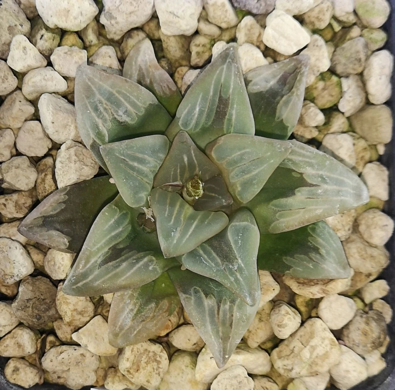 HW125 Haworthia 'Byakuya', Phyto available