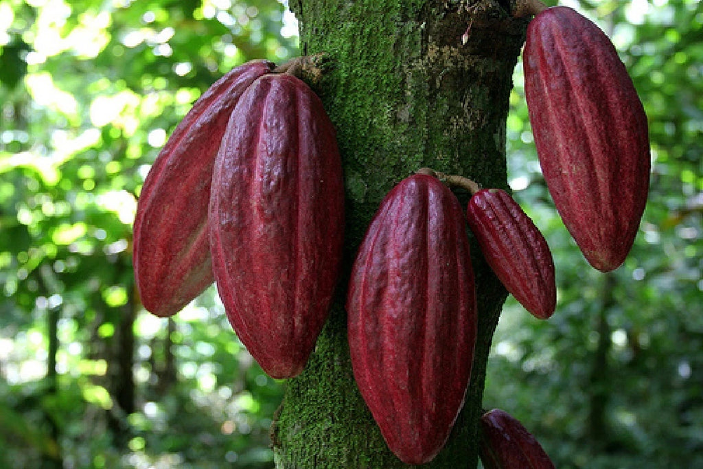 ~CACAO~ 3-4ft Cocoa healthy Chocolate Tree Tropical Fruit LARGE POT'D plant