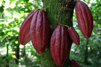 ~CACAO~ 3-4ft Cocoa healthy Chocolate Tree Tropical Fruit LARGE POT'D plant