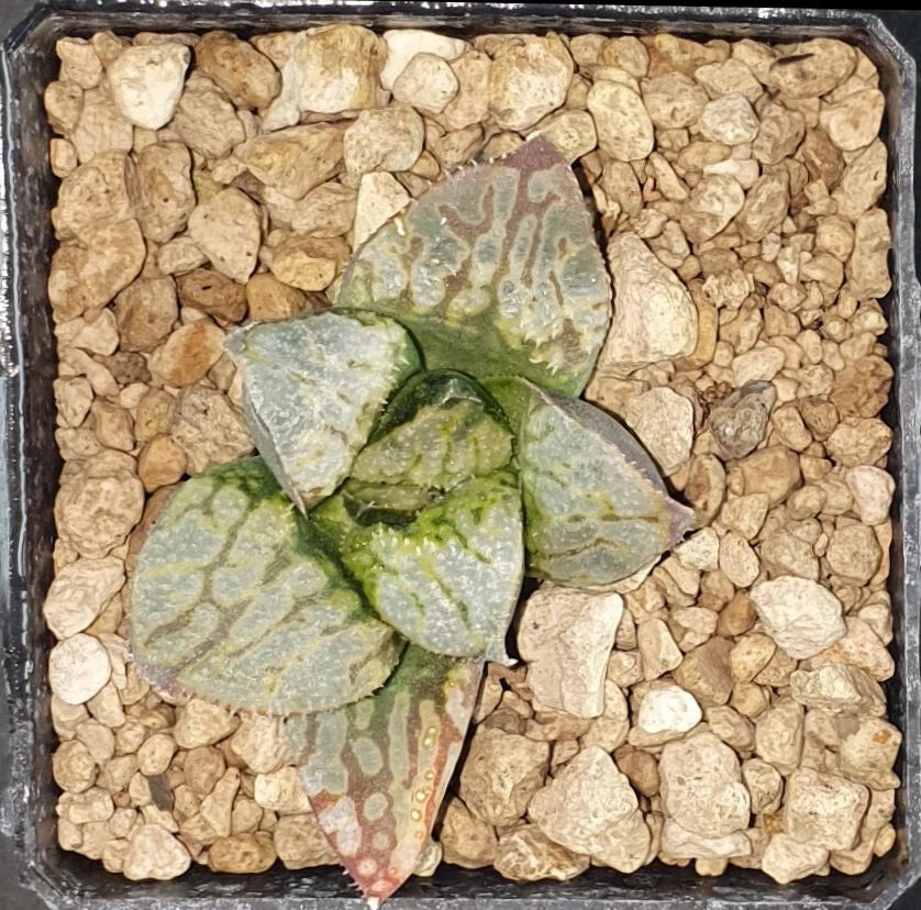 HW175 Haworthia KYO-NO-KOI Ex. Kawahigashi Sakai, Phyto available
