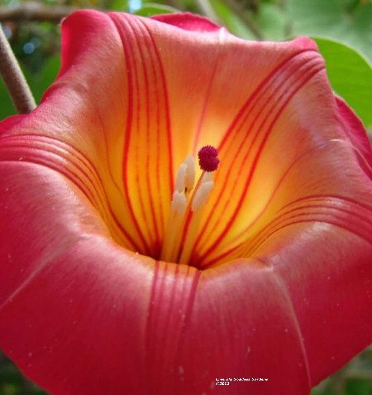 STICTOCARDIA Hawaiian Sunset Vine Live Tropical Plant Large Pink Yellow Flower