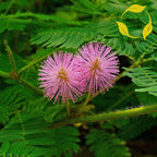 SENSITIVE PLANT Mimosa Pudica - 50+ SEEDS