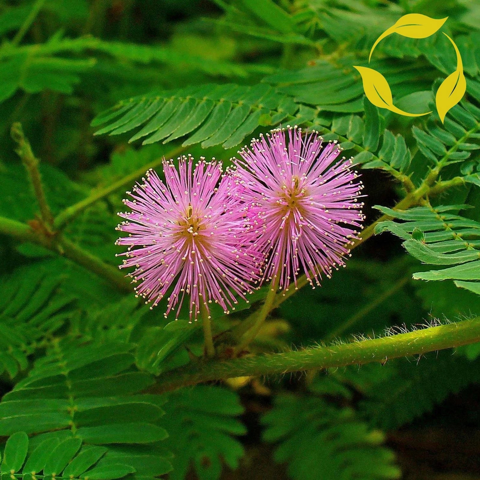 SENSITIVE PLANT Mimosa Pudica - 50+ SEEDS