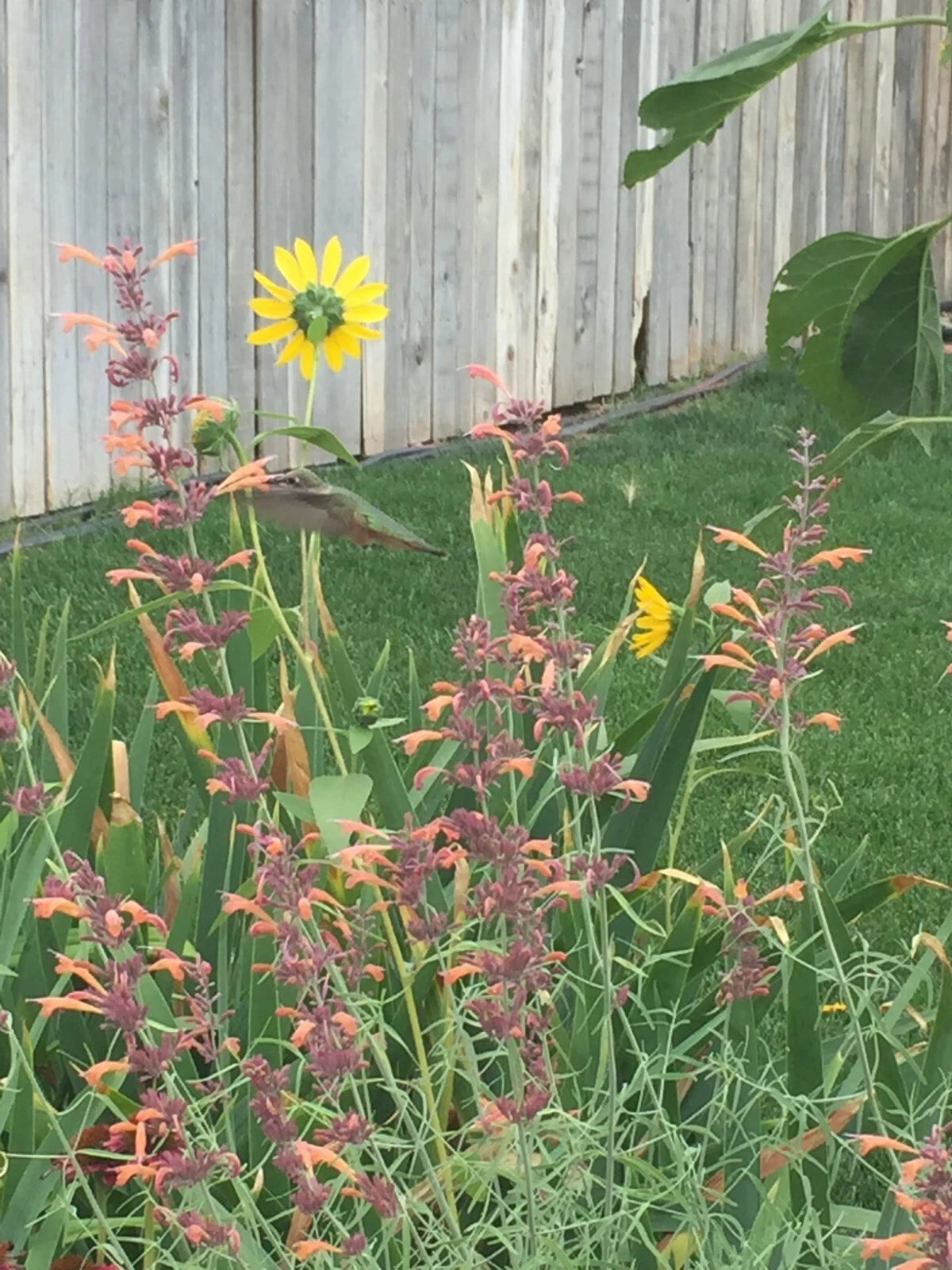 150 seeds Agastache Rupestris Orange Sunset licorice Hummingbirds Xer +gift
