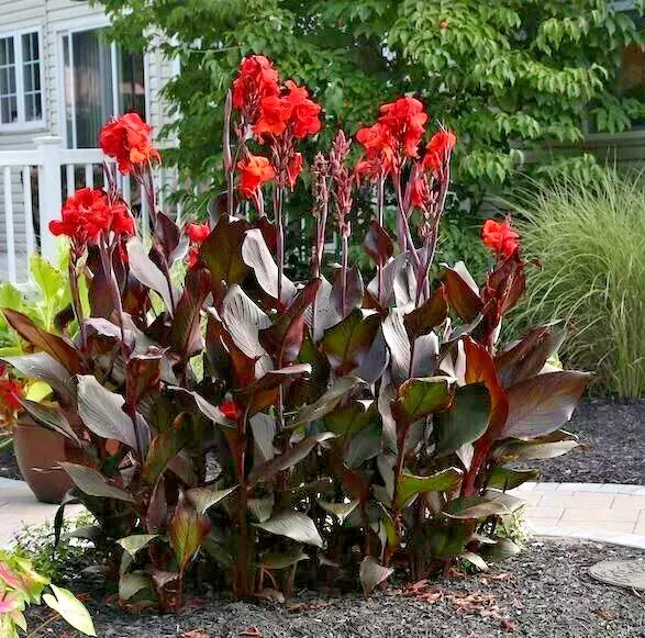 10 PURPLE LEAF CANNA SEEDS with orange flowers