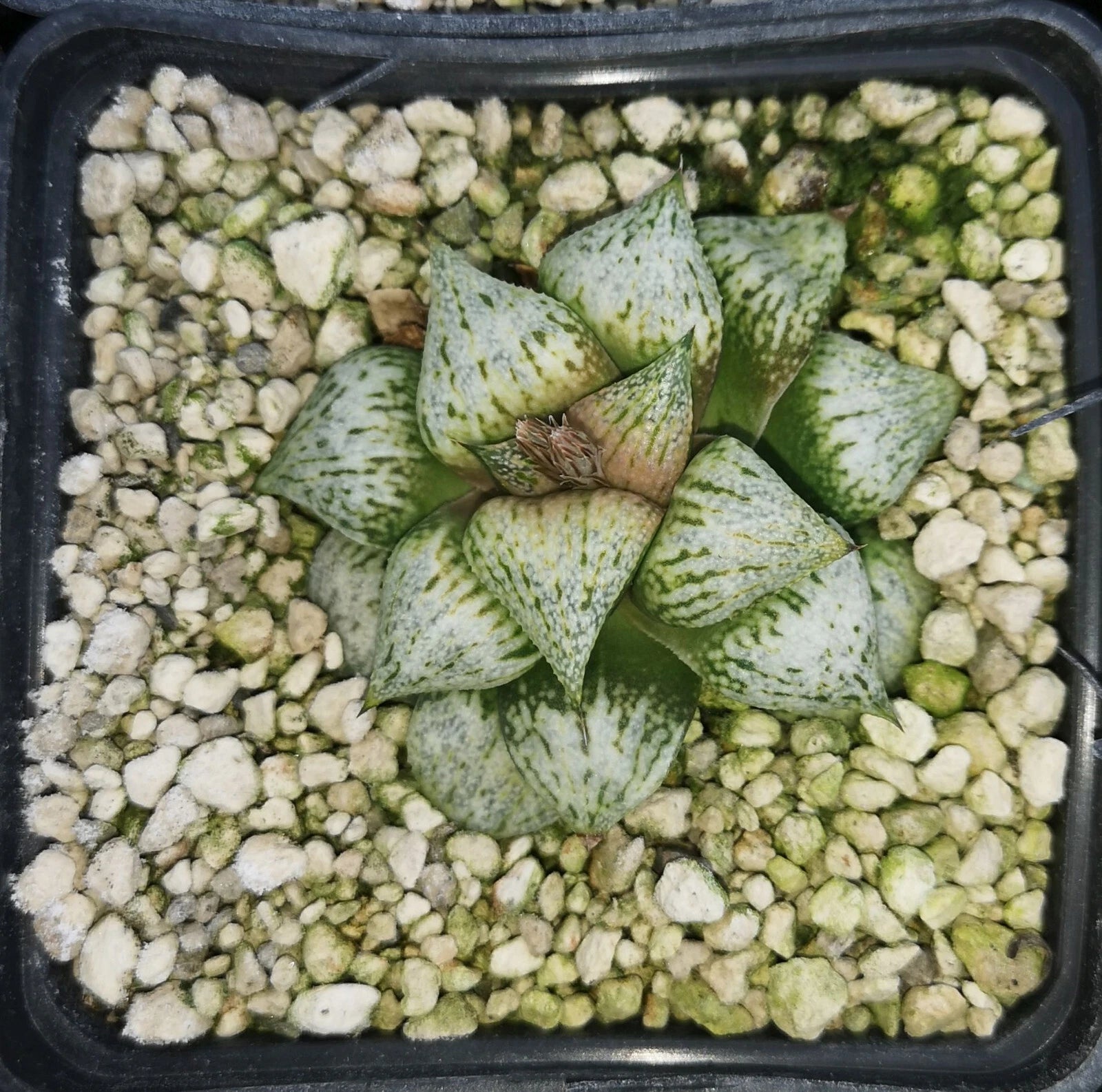 HW156 Haworthia picta 'TOUGENKYOU' giant , 9 cm po t! , Phyto available