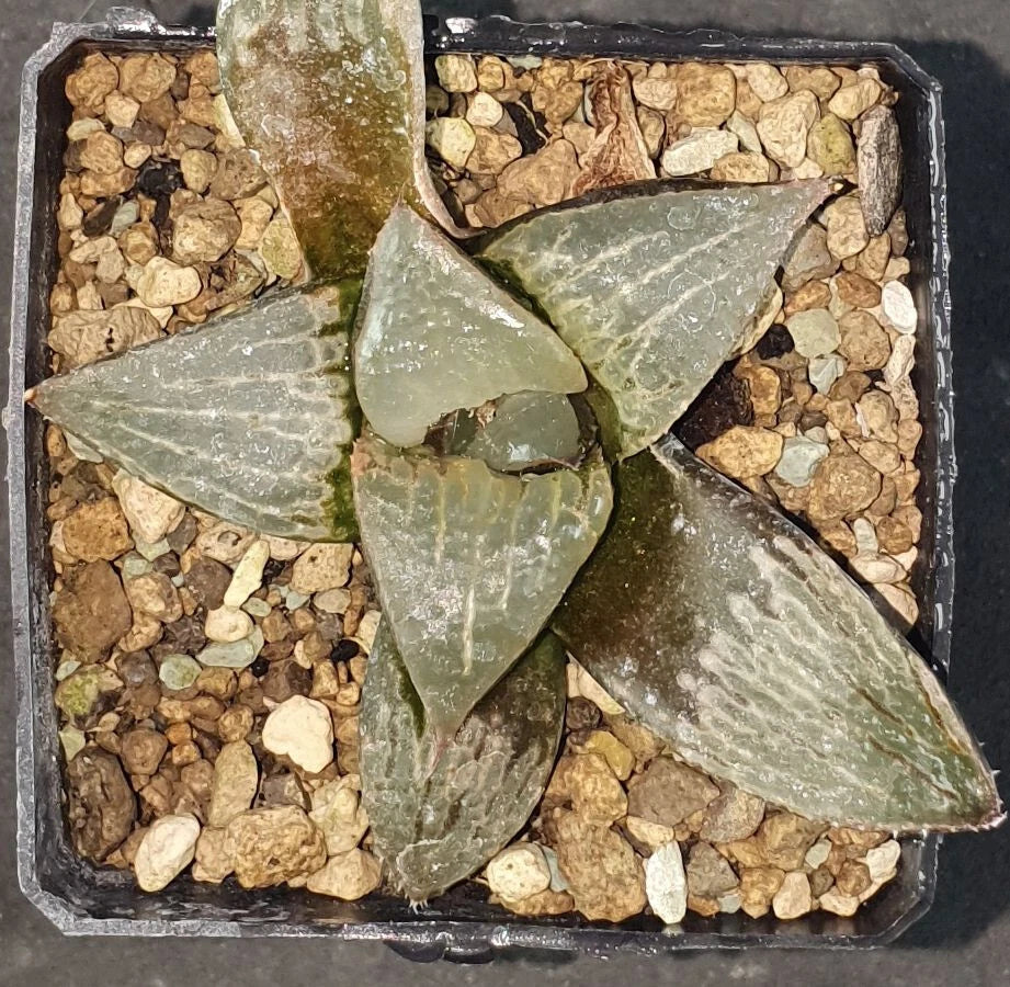 HW163  Haworthia splendens 'KINTOUN' Flying cloud , Phyto available