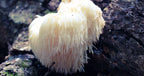 1 LB Lion's Mane Gourmet mushroom Grain Spawn US Seller!!!