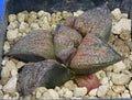 Haworthia magnifica var. splendens 'HANA AOI', 5 cm p o t , Phyto available