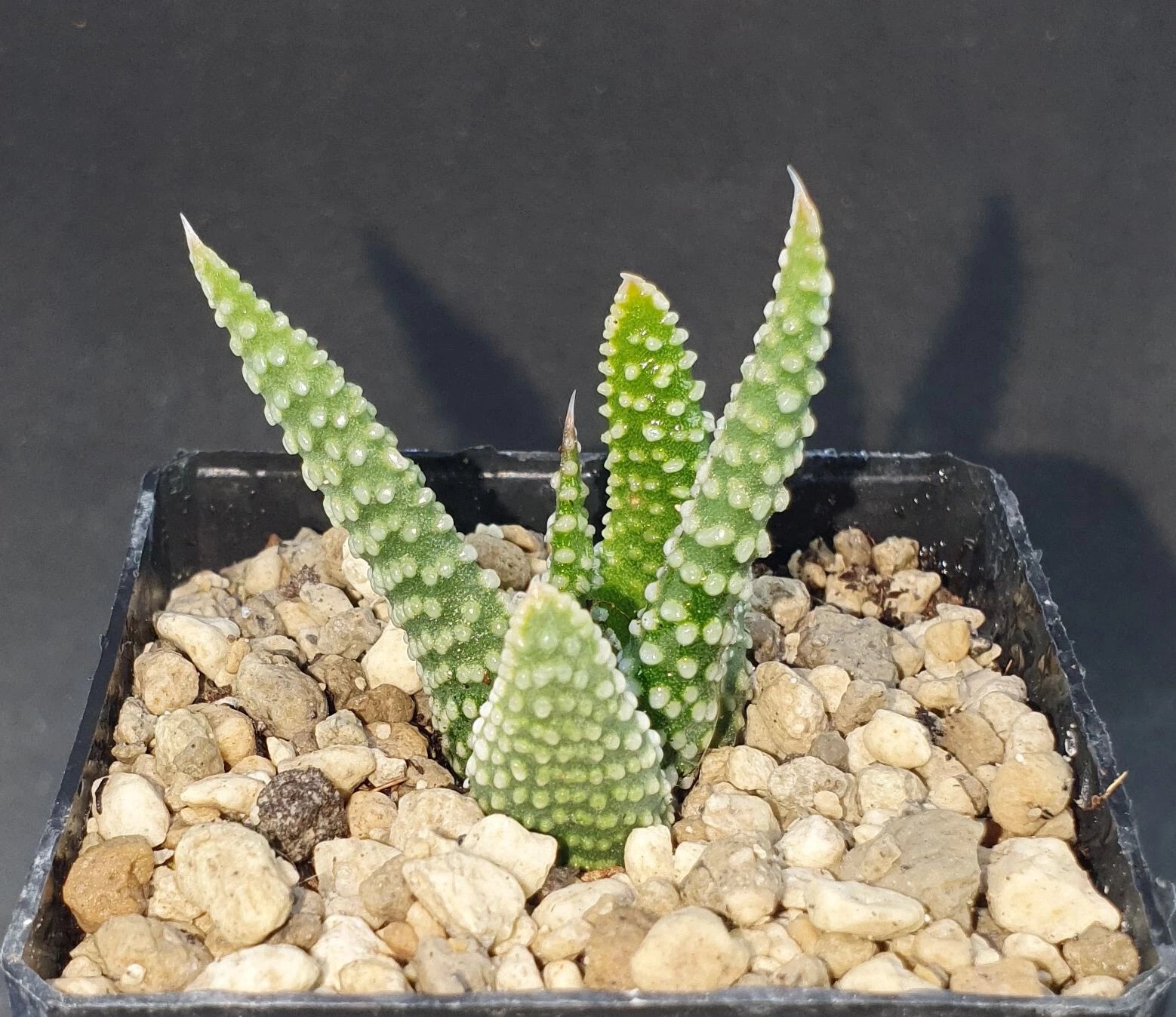 HW069 Haworthia opalina GM718B, Phyto available