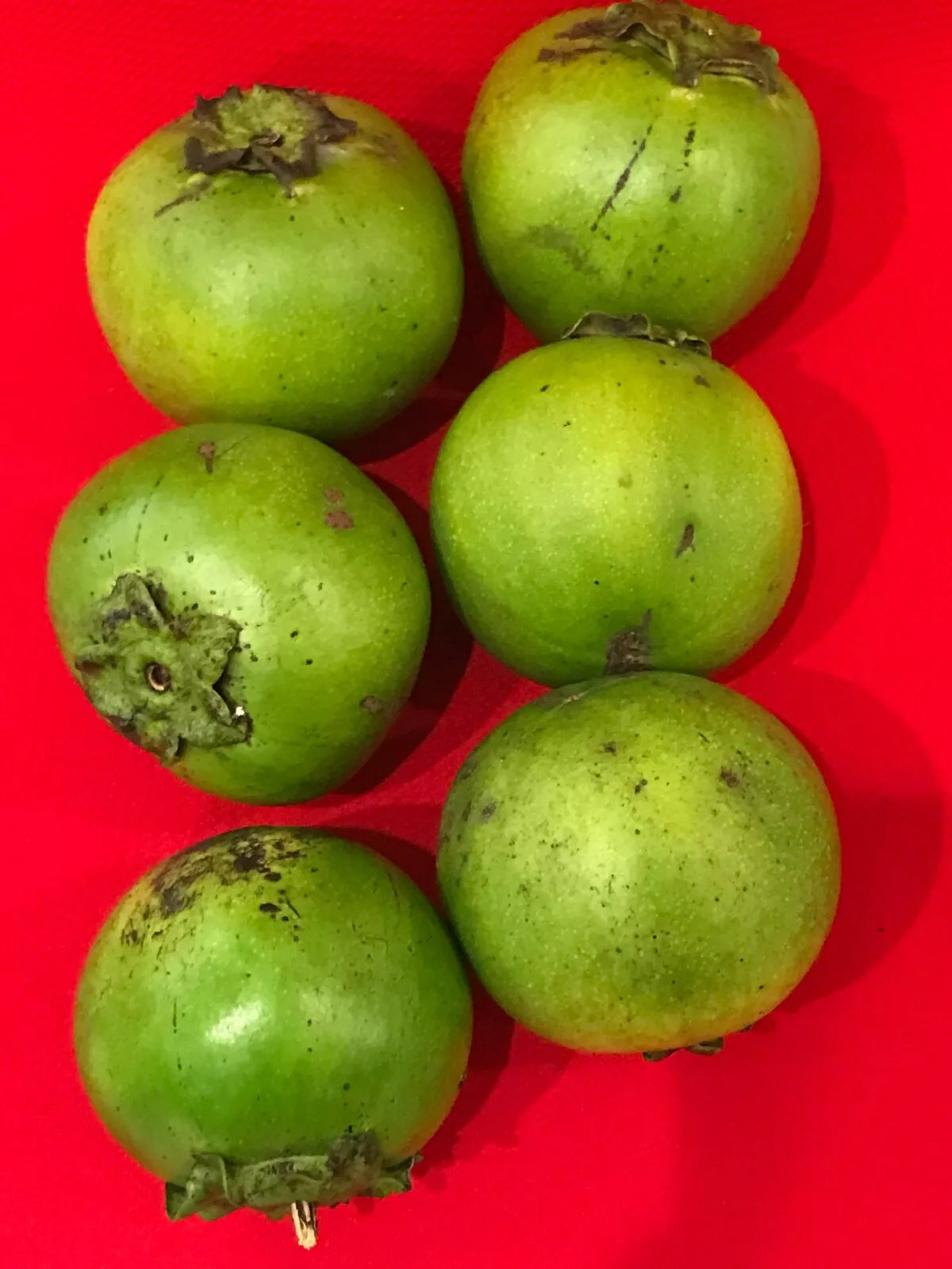 Black Sapote Diospyros Nigra Chocolate Pudding Starter Plant Tropical Fruit Tree