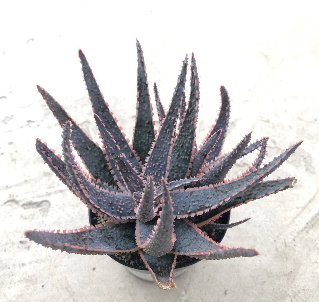 Aloe, 'Purple Haze', Comes in a 3.5 Pot