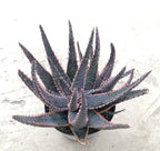 Aloe, 'Purple Haze', Comes in a 3.5 Pot