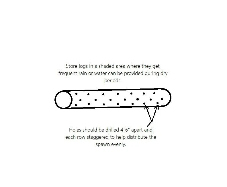 Mushroom plug spawn variety pack & drill/wax combo 4 100 packs