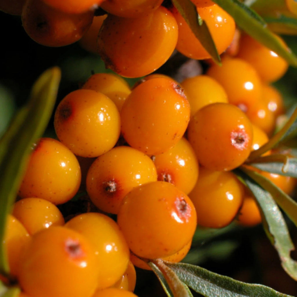 SEA BUCKTHORN Hippophae Rhamnoides - 30+ SEEDS