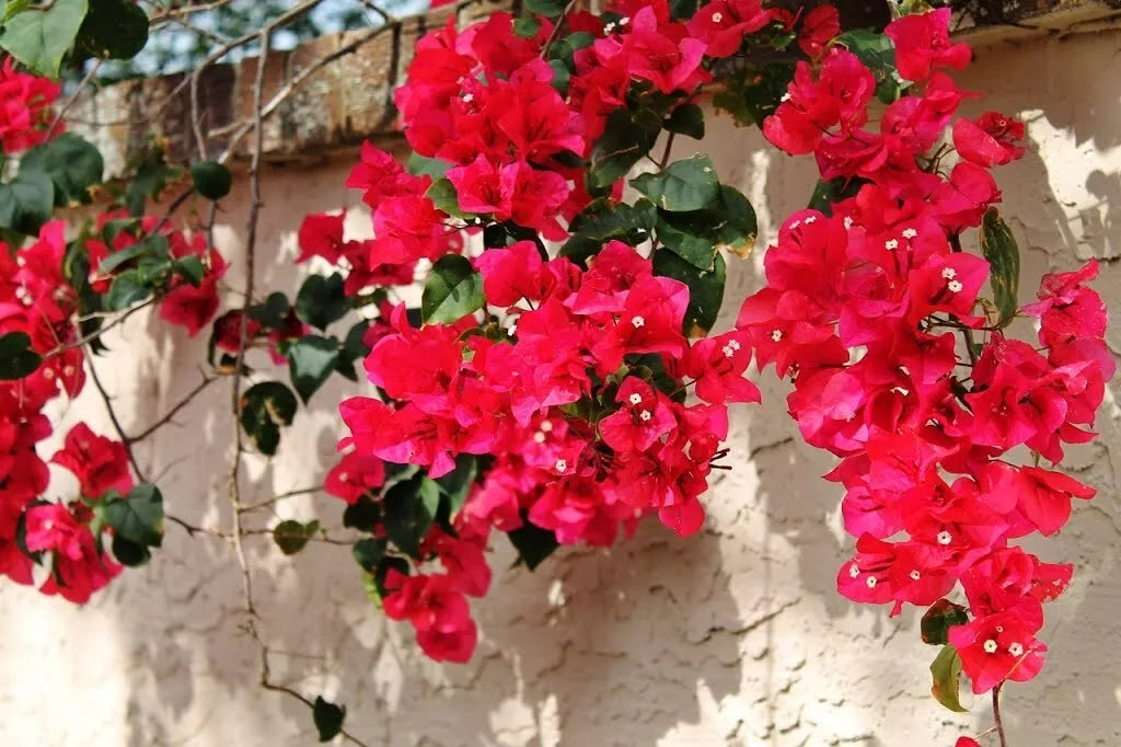 Bougainvillea - 'San Diego Red'