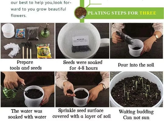 50 Perennial Turkish Rocket seeds Zones 4-9