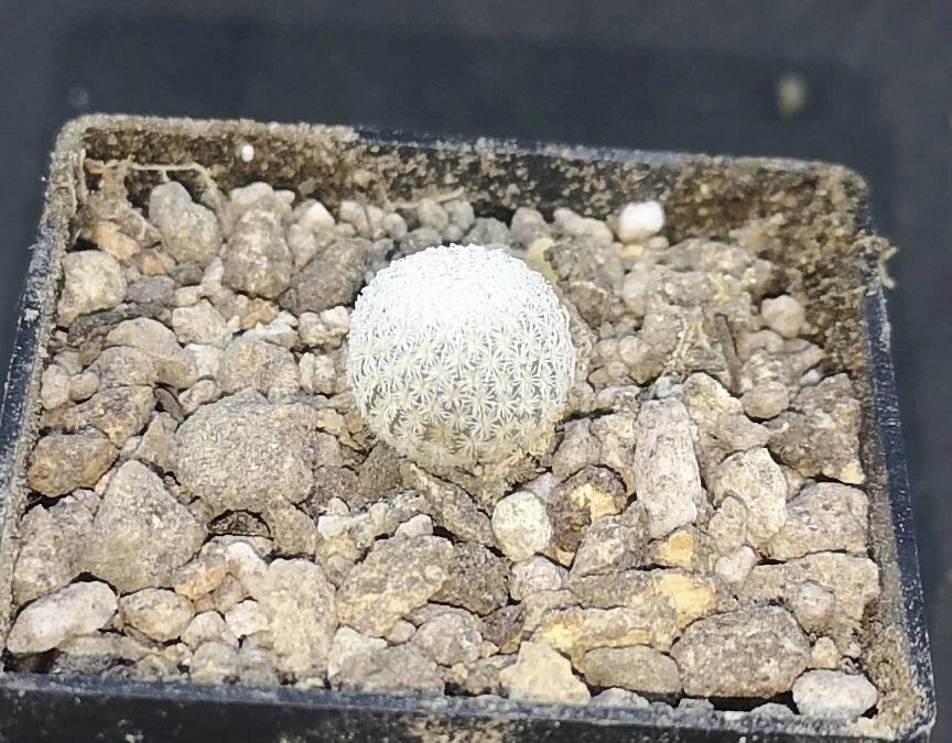 Epithelantha ilariae, Bustamente, NL.,  read description!,  read description!