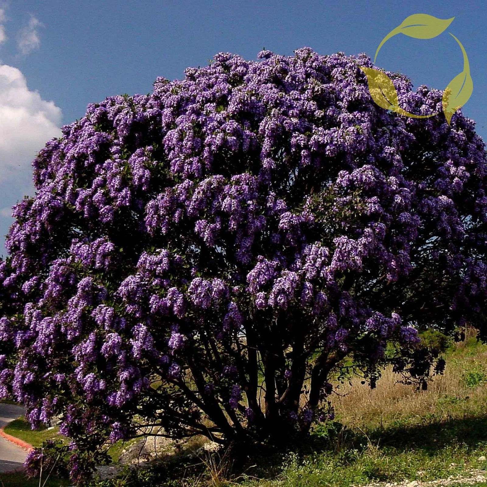 TEXAS MOUNTAIN LAUREL Sophora Secundiflora - 10 SEEDS